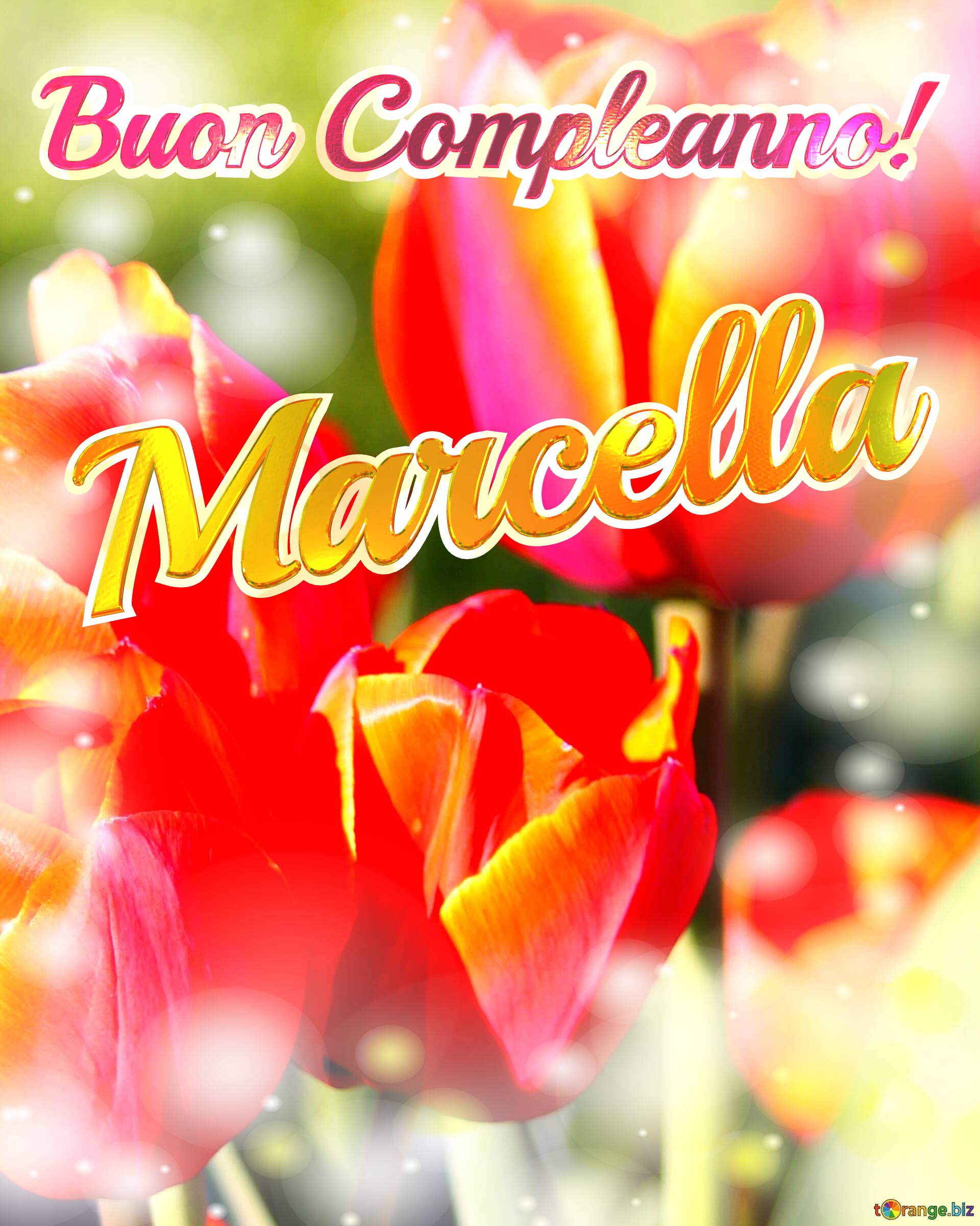 Buon Compleanno! Marcella  La bellezza dei tulipani è un richiamo alla bellezza della vita, auguri per una vita piena di bellezza e soddisfazione. №0