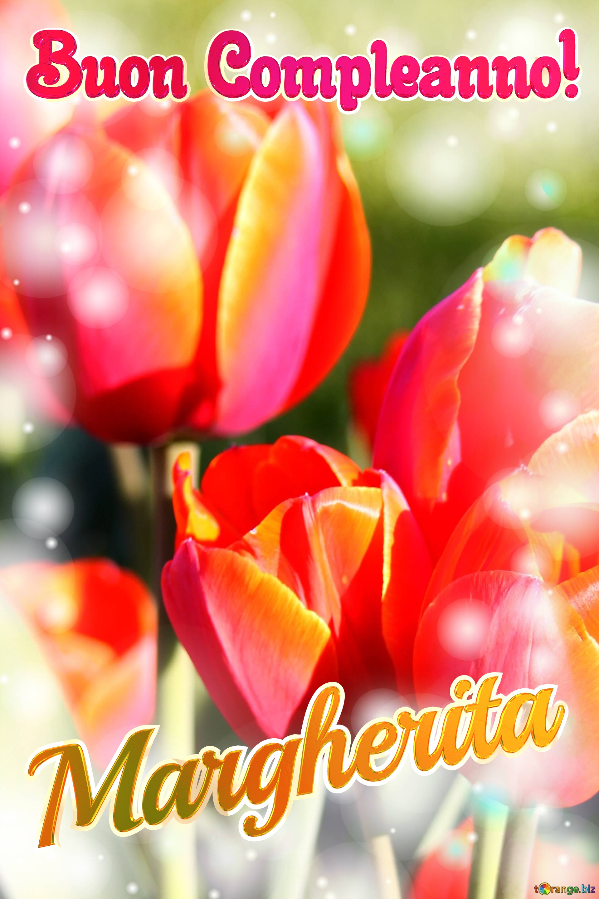 Buon Compleanno! Margherita  Che questi tulipani ti portino la pace e la serenità che stai cercando nella tua vita. №0