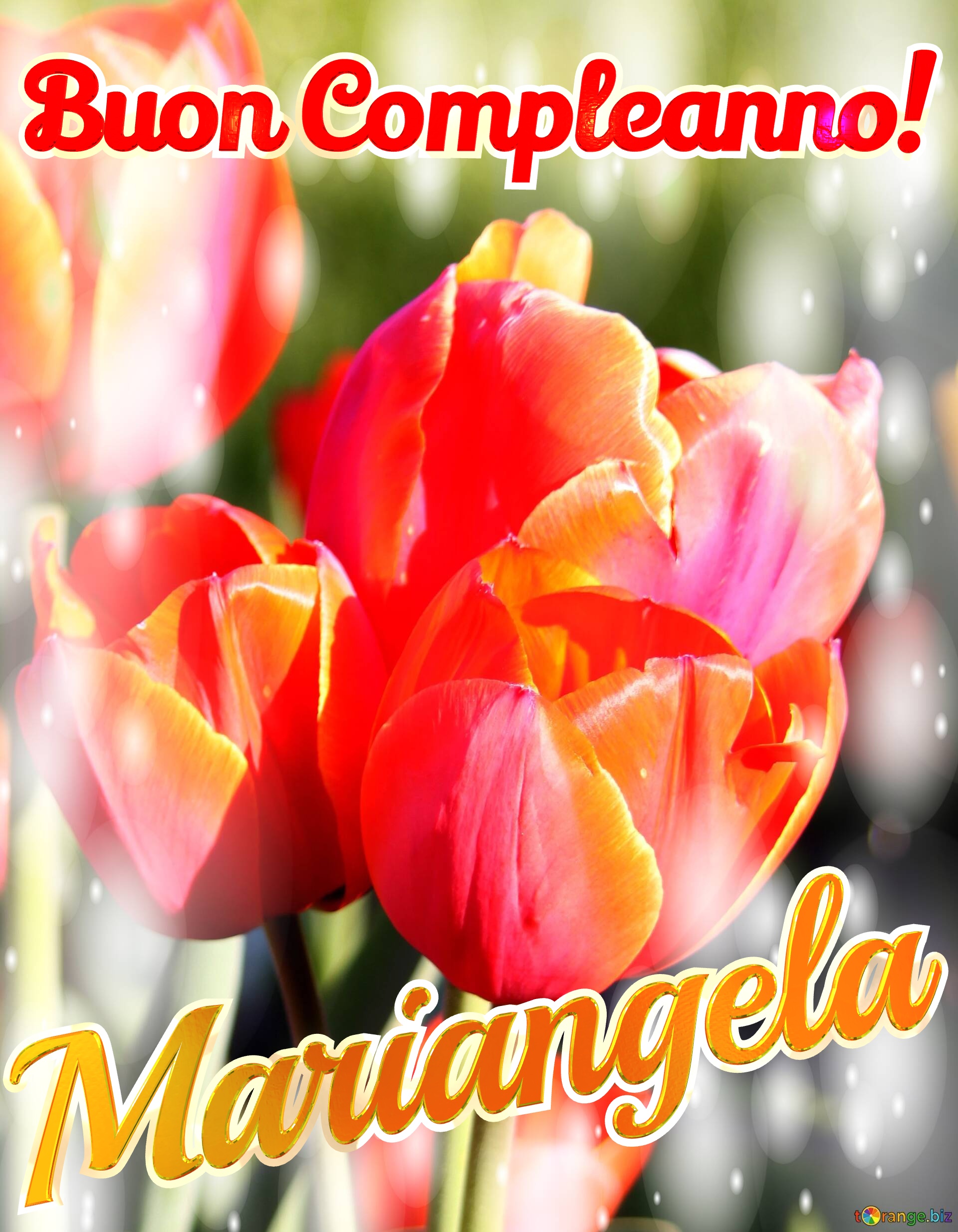 Buon Compleanno! Mariangela  Questi tulipani ti portano la bellezza della natura e la bellezza della vita, goditi ogni istante. №0