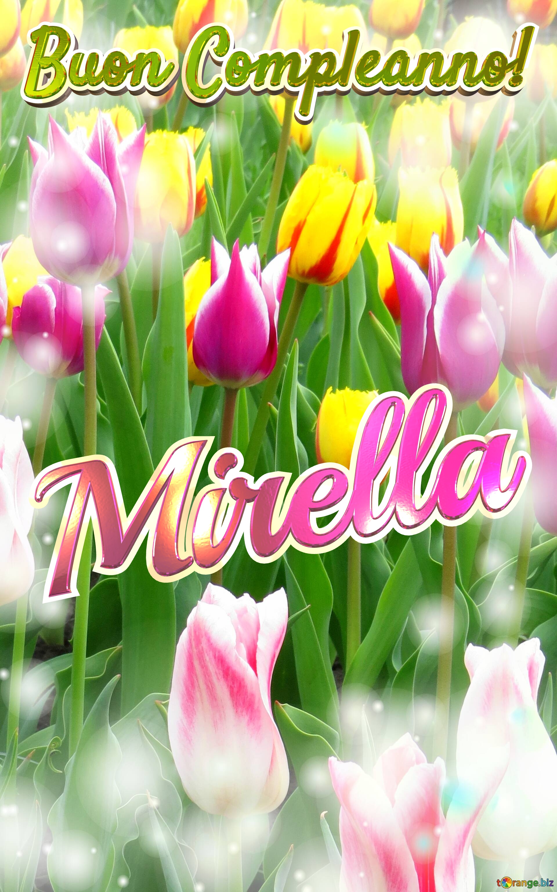 Buon Compleanno! Mirella  Il tulipano è un simbolo di lealtà, auguri per una vita leale e fedele. №0