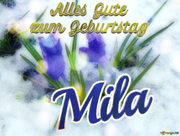     Alles Gute  Zum Geburtstag Mila  Der Hintergrund Der Ersten Frühlingsblumen Unter Dem Schnee