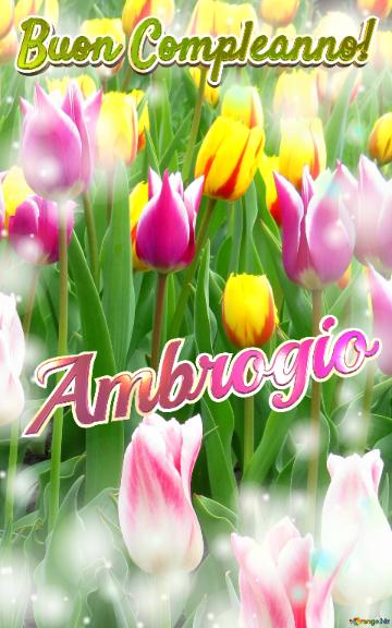 Buon Compleanno! Ambrogio  Il Tulipano è Un Simbolo Di Lealtà, Auguri Per Una Vita Leale E Fedele.