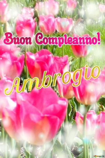 Buon Compleanno! Ambrogio  La Bellezza Dei Tulipani è Un Richiamo Alla Speranza, Auguri Per Una...