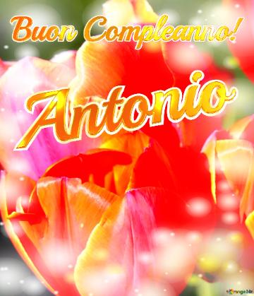 Buon Compleanno! Antonio  Il Tulipano è Un Simbolo Di Devozione, Auguri Per Una Vita Devota E...