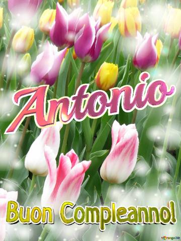 Buon Compleanno! Antonio  La Bellezza Dei Tulipani è Un Richiamo Alla Bellezza Della Vita, Goditi...