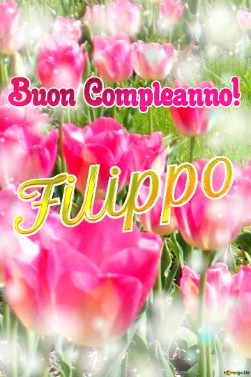 Buon Compleanno! Filippo  La Bellezza Dei Tulipani è Un Richiamo Alla Speranza, Auguri Per Una...