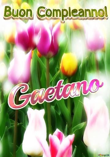 Buon Compleanno! Gaetano  Buona Primavera, Che Questi Tulipani Ti Portino La Freschezza E La...