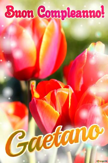 Buon Compleanno! Gaetano  Che questi tulipani ti portino la pace e la serenità che stai cercando nella tua vita.