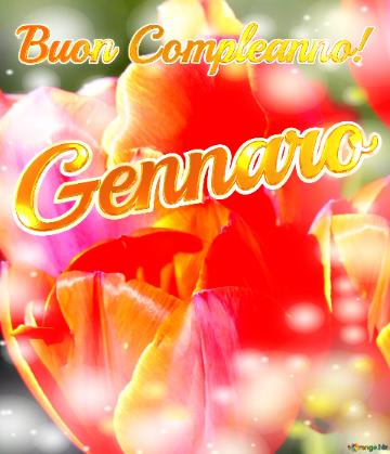 Buon Compleanno! Gennaro  Il Tulipano è Un Simbolo Di Devozione, Auguri Per Una Vita Devota E...