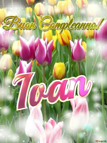 Buon Compleanno! Ivan  Questi Tulipani Ti Portano La Bellezza Della Primavera E La Gioia Della...