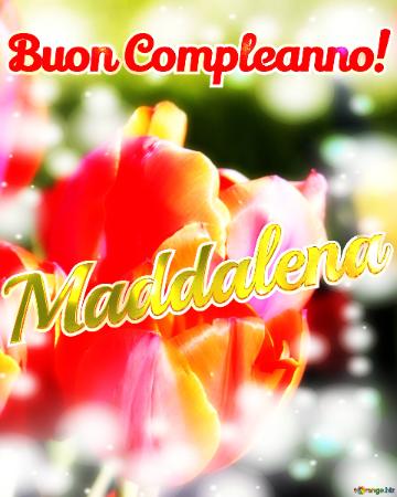 Buon Compleanno! Maddalena  Buona Primavera, Che Questi Tulipani Ti Portino La Freschezza E La...