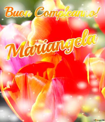 Buon Compleanno! Mariangela  Il Tulipano è Un Simbolo Di Devozione, Auguri Per Una Vita Devota E...