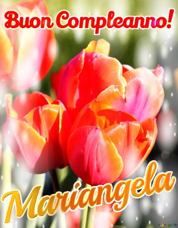 Buon Compleanno! Mariangela  Questi Tulipani Ti Portano La Bellezza Della Natura E La Bellezza...