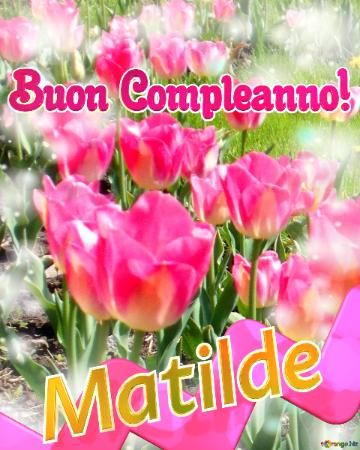Buon Compleanno! Matilde   Buona Primavera, Che Questi Tulipani Ti Portino La Freschezza E La...