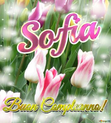 Buon Compleanno! Sofia  Il Tulipano è Un Simbolo Di Gratitudine, Auguri Per Una Vita Grata E...