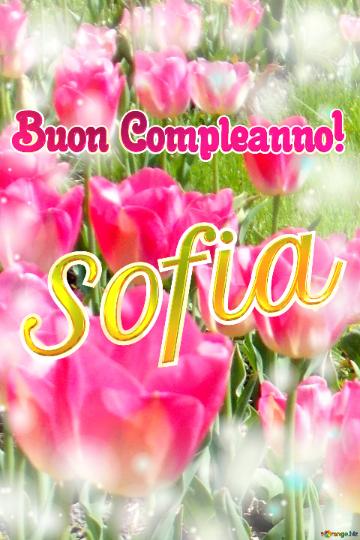 Buon Compleanno! Sofia  La Bellezza Dei Tulipani è Un Richiamo Alla Speranza, Auguri Per Una Vita...