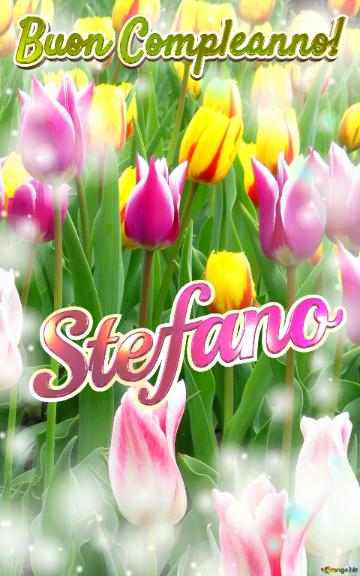 Buon Compleanno! Stefano  Il Tulipano è Un Simbolo Di Lealtà, Auguri Per Una Vita Leale E Fedele.
