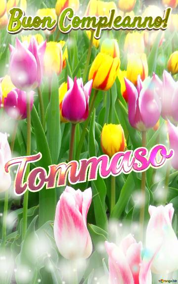 Buon Compleanno! Tommaso  Il Tulipano è Un Simbolo Di Lealtà, Auguri Per Una Vita Leale E Fedele.