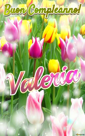 Buon Compleanno! Valeria  Il Tulipano è Un Simbolo Di Lealtà, Auguri Per Una Vita Leale E Fedele.