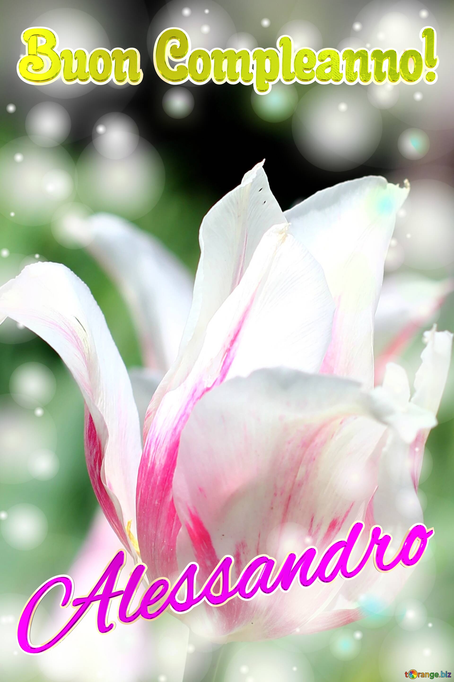 Buon Compleanno! Alessandro  Questi tulipani ti augurano un giorno pieno di colori e sorrisi. №0