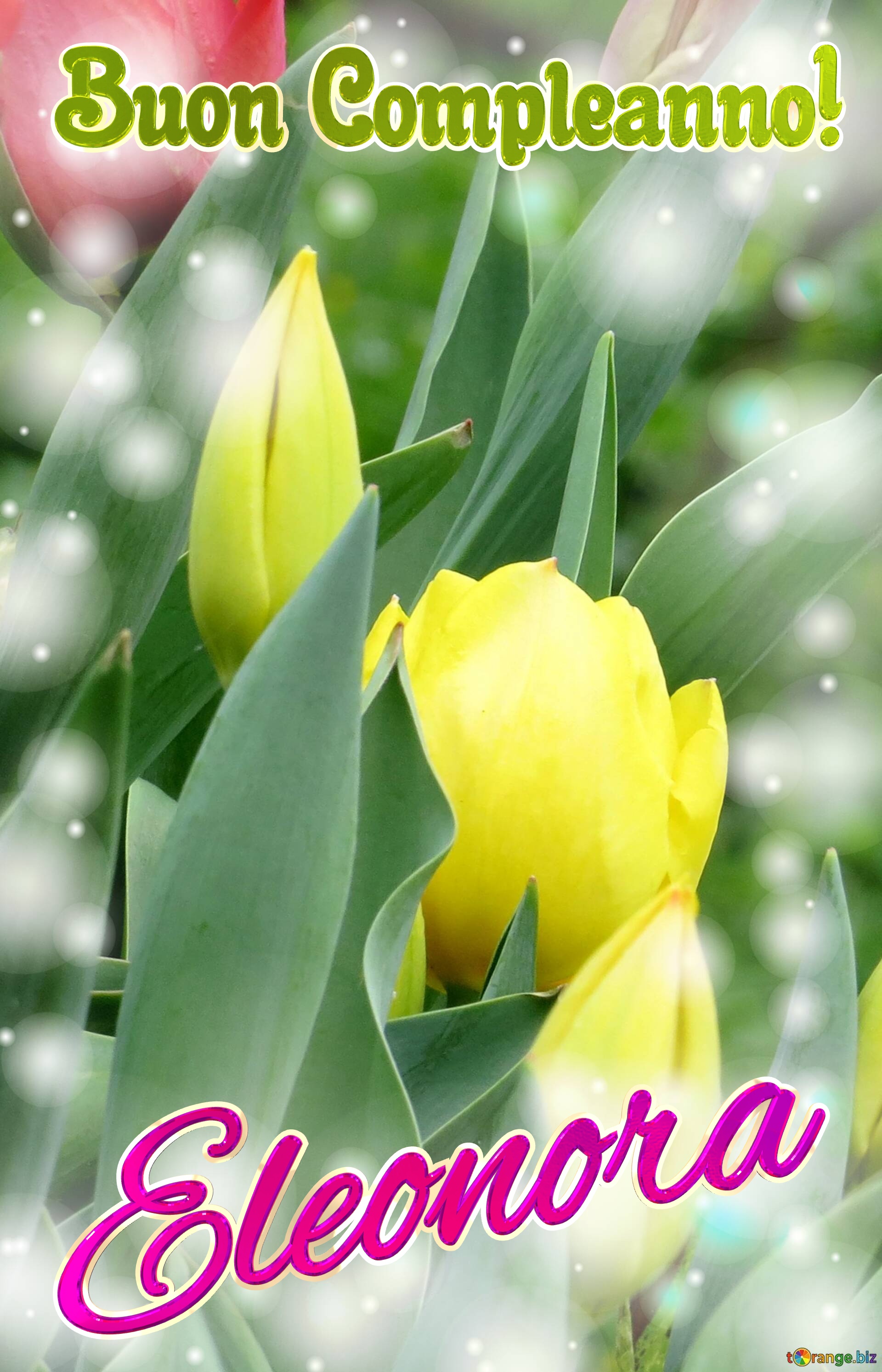 Buon Compleanno! Eleonora  Il colore dei tulipani è un richiamo alla bellezza della natura, goditela al massimo. №0