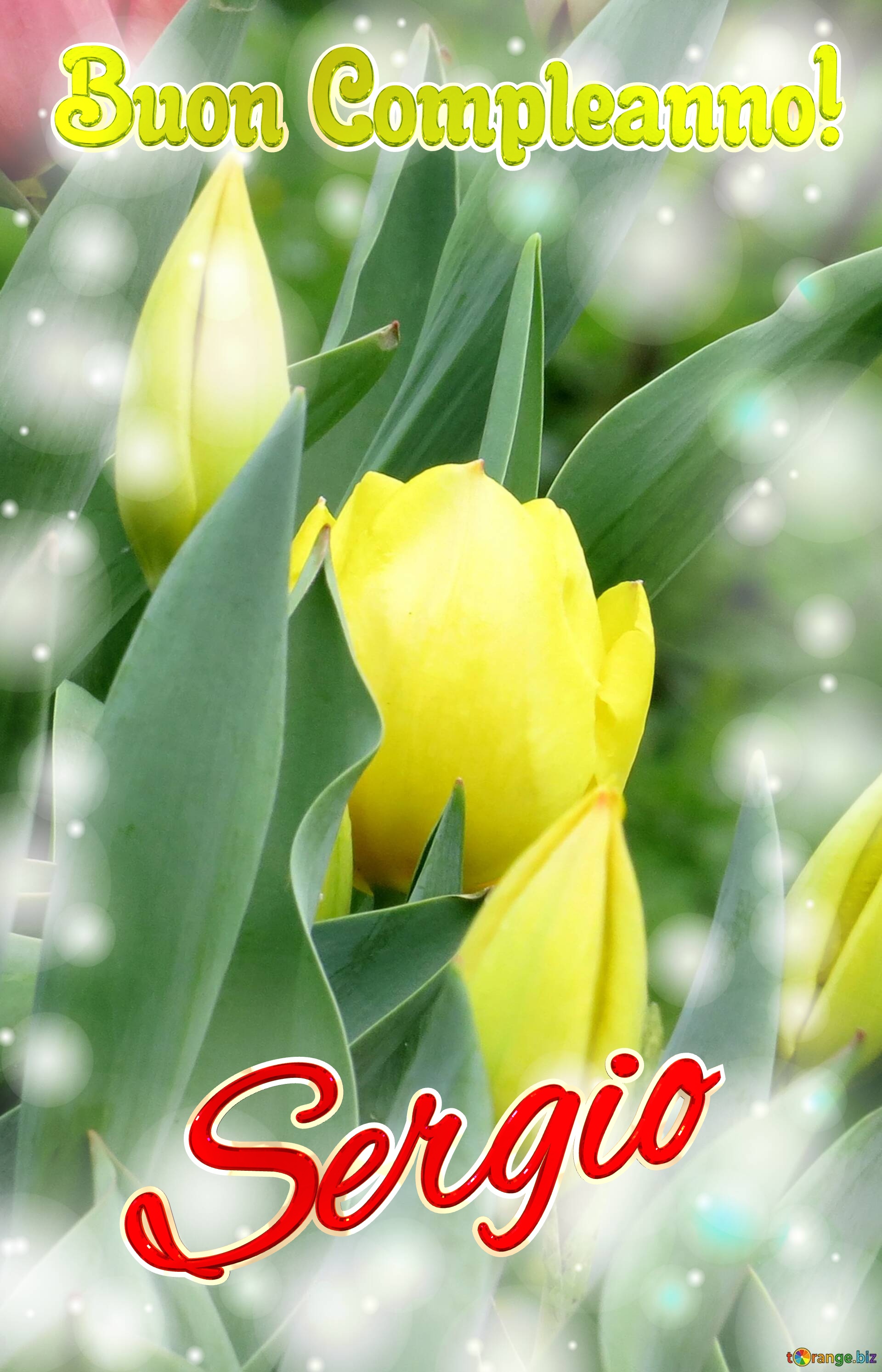 Buon Compleanno! Sergio  Buona primavera, che questi tulipani siano il tuo simbolo di speranza e amore. №0