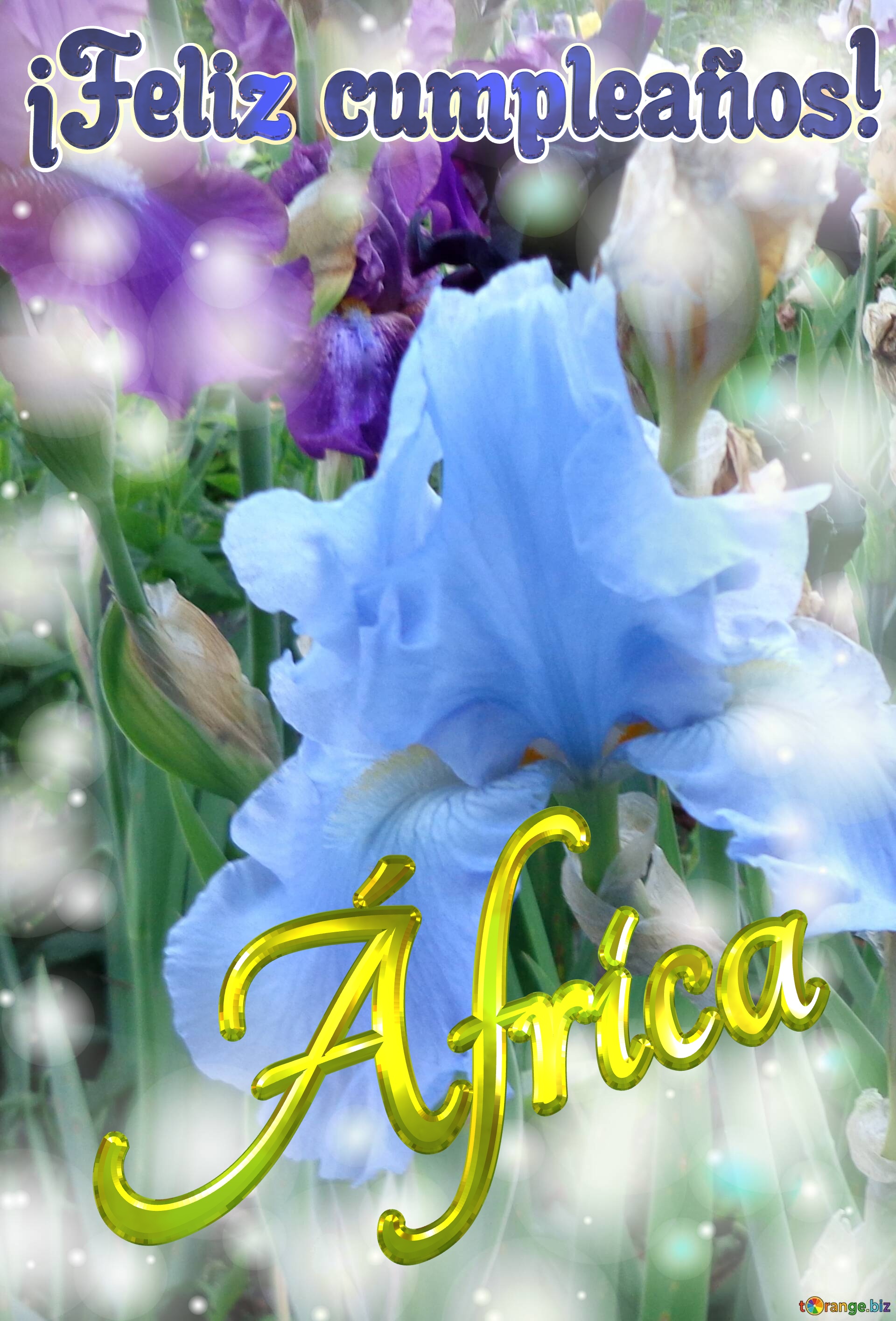¡Feliz cumpleaños! África  Inspiración Floral №0