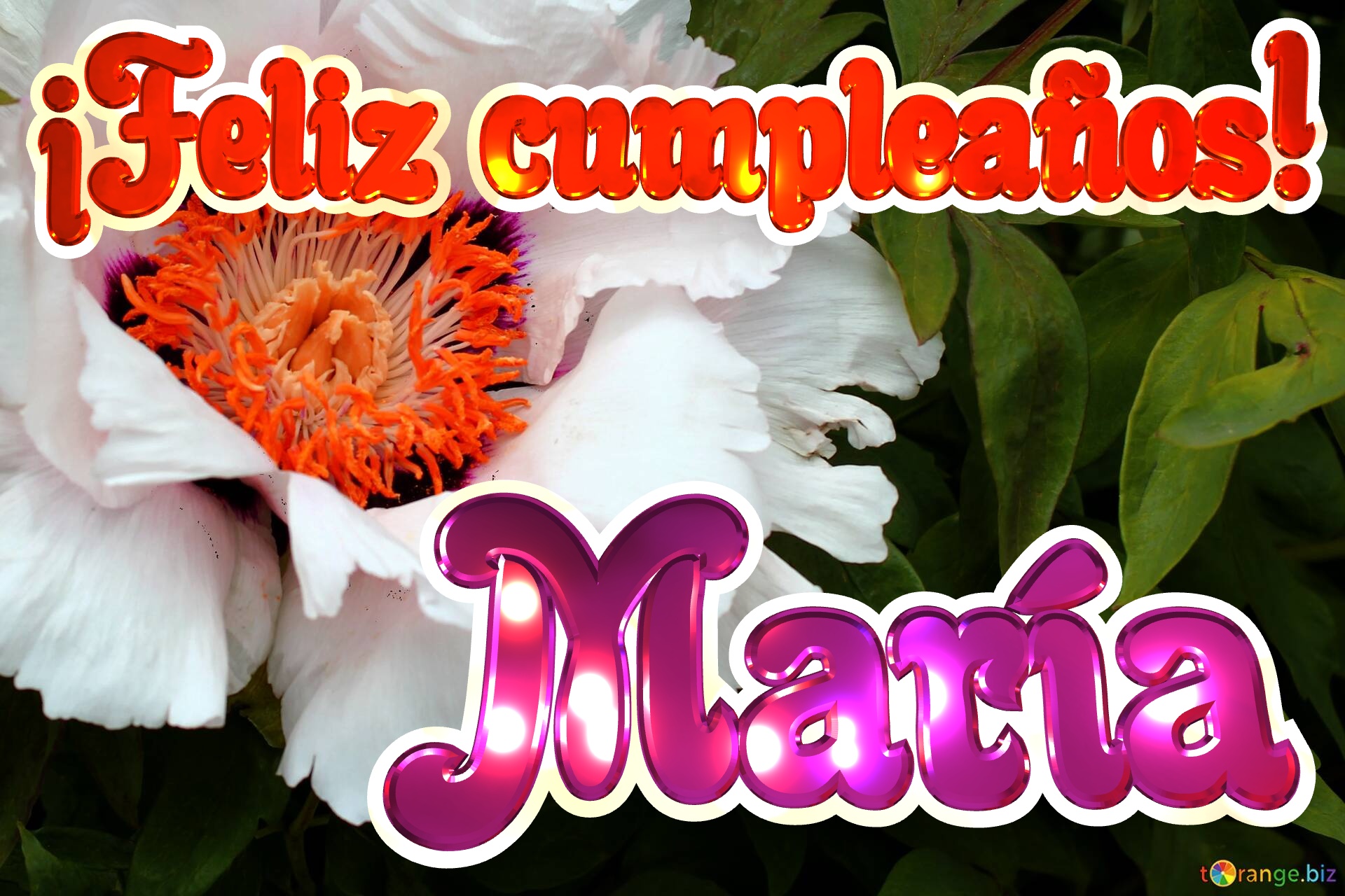 ¡Feliz cumpleaños! María   terrestrial plant malvales №0