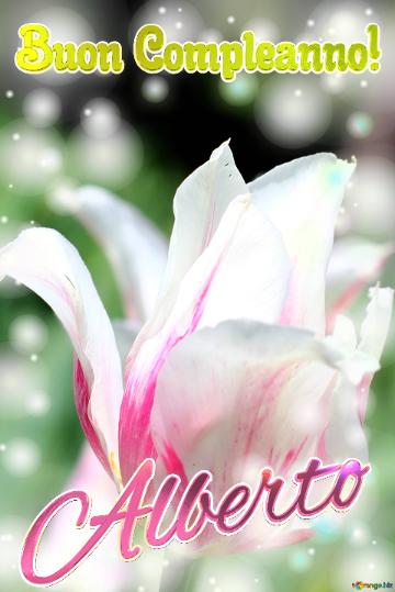 Buon Compleanno! Alberto  Questi Tulipani Ti Augurano Un Giorno Pieno Di Colori E Sorrisi.