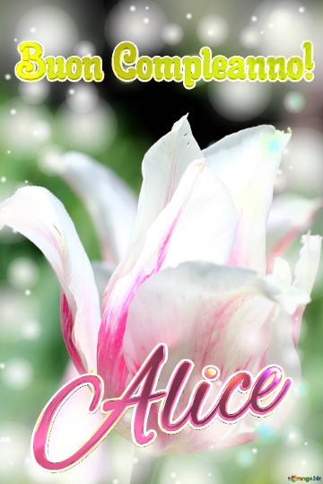 Buon Compleanno! Alice  Questi Tulipani Ti Augurano Un Giorno Pieno Di Colori E Sorrisi.
