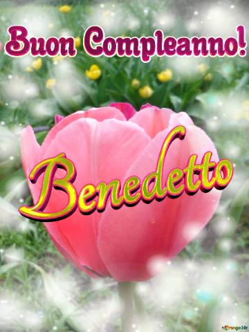 Buon Compleanno! Benedetto  Il Tulipano è Un Simbolo Di Perfezione, Auguri Per Una Vita Perfetta.