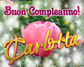 Buon Compleanno! Carlotta  Questi Tulipani Ti Portano La Bellezza E La Felicità Della Vita, Goditi ...