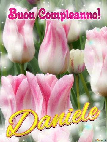 Buon Compleanno! Daniele  Il tulipano è un simbolo di amore e di fedeltà, auguri per una vita piena di amore.