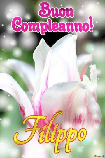       Buon  Compleanno! Filippo  Buona Primavera Con Questi Bellissimi Tulipani!