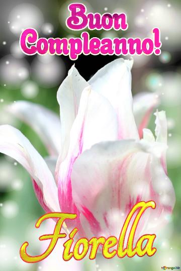       Buon  Compleanno! Fiorella  Buona Primavera Con Questi Bellissimi Tulipani!