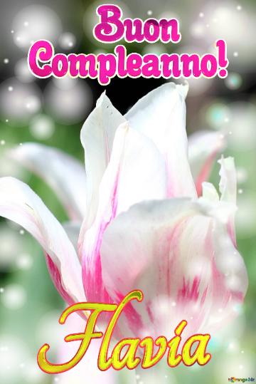       Buon  Compleanno! Flavia  Buona Primavera Con Questi Bellissimi Tulipani!