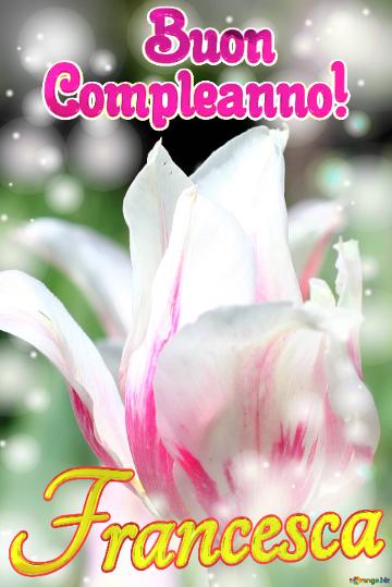       Buon  Compleanno! Francesca  Buona Primavera Con Questi Bellissimi Tulipani!