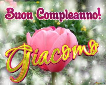 Buon Compleanno! Giacomo  Questi Tulipani Ti Portano La Bellezza E La Felicità Della Vita, Goditi...