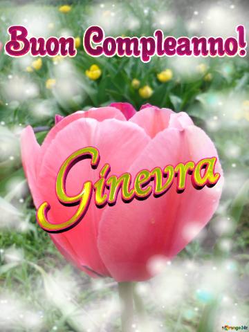 Buon Compleanno! Ginevra  Il tulipano è un simbolo di perfezione, auguri per una vita perfetta.