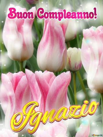 Buon Compleanno! Ignazio  Il Tulipano è Un Simbolo Di Amore E Di Fedeltà, Auguri Per Una Vita...