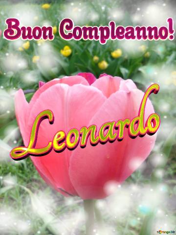 Buon Compleanno! Leonardo  Il Tulipano è Un Simbolo Di Perfezione, Auguri Per Una Vita Perfetta.