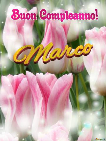 Buon Compleanno! Marco  Che Questi Tulipani Ti Portino L`amore E La Pace Nel Tuo Cuore.