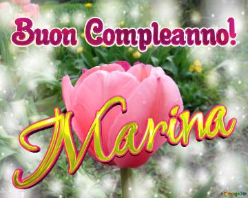 Buon Compleanno! Marina  Questi Tulipani Ti Portano La Bellezza E La Felicità Della Vita, Goditi...