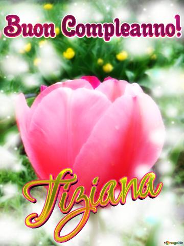 Buon Compleanno! Tiziana  Buona Primavera, Che Questi Tulipani Ti Portino La Freschezza E La...