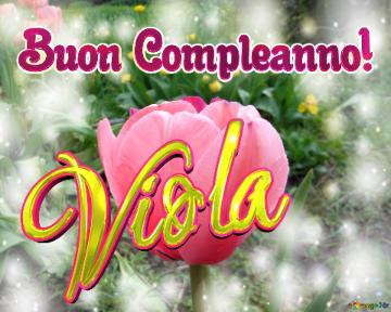 Buon Compleanno! Viola  Questi Tulipani Ti Portano La Bellezza E La Felicità Della Vita, Goditi...