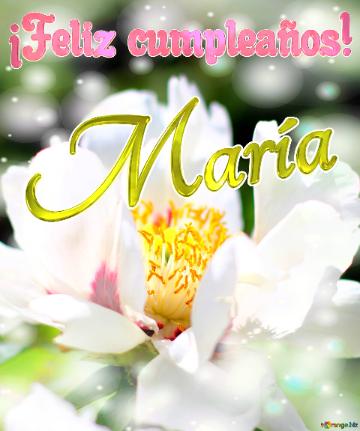 ¡feliz Cumpleaños! María  La Belleza Efímera De Las Flores Capturada En Una...