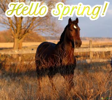 Horse Hello Spring! horse walk  sunset