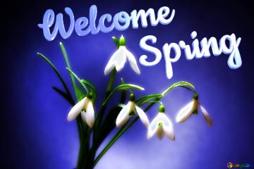 Welcome           Spring  Flowers