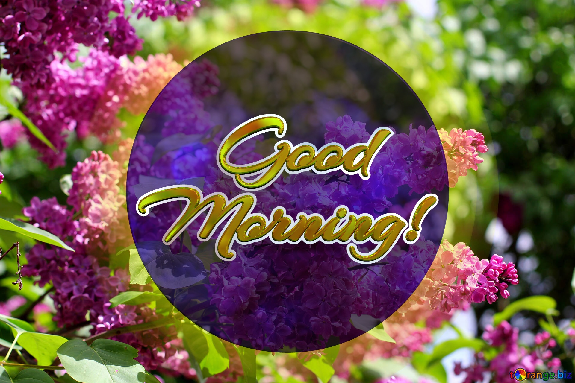Animated Good Morning! Bright picture with lilac flowers №37487