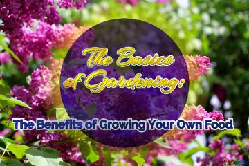    The Basics  Of Gardening:   The Benefits Of Growing Your Own Food  Bright Picture With Lilac...